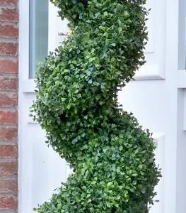 Boxwood Spiral Tree 4ft - image 2