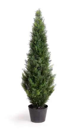 Potted 4ft Cedar Tree - image 1