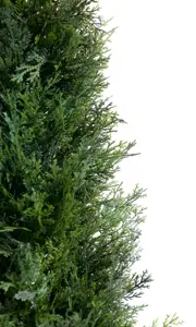 Potted 4ft Cedar Tree - image 2